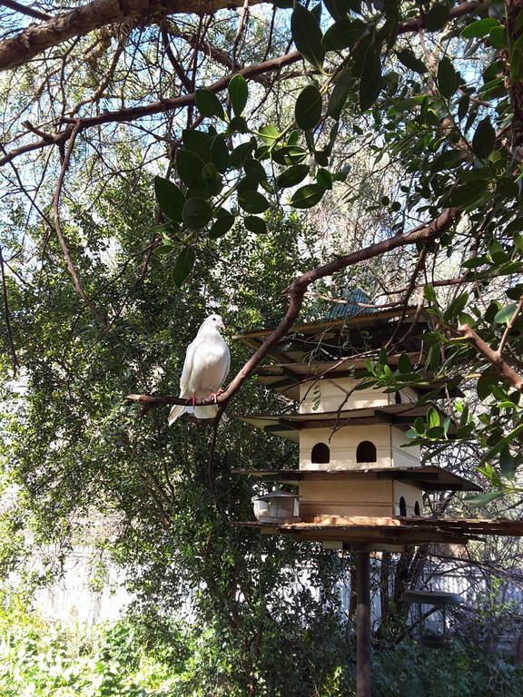 The Dove Cote Bed & Breakfast Тананда Екстериор снимка