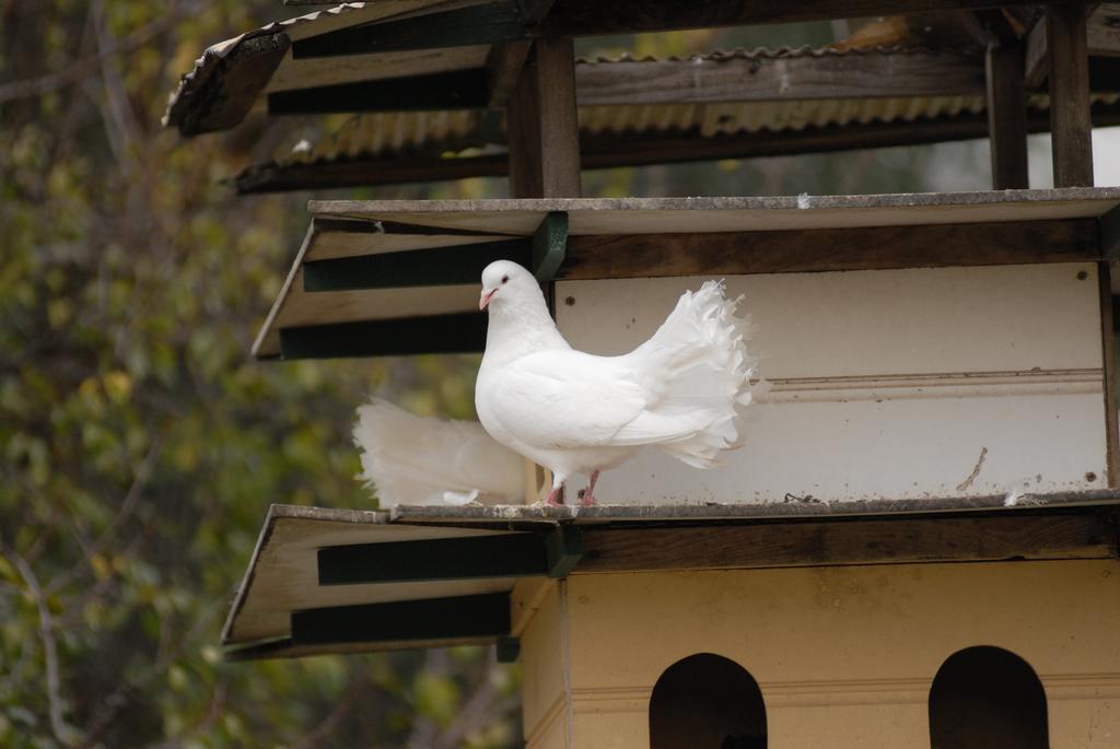 The Dove Cote Bed & Breakfast Тананда Екстериор снимка