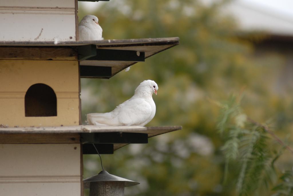 The Dove Cote Bed & Breakfast Тананда Екстериор снимка